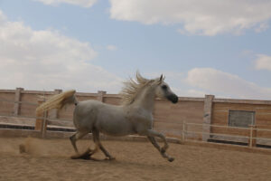 سیلمی - ناش