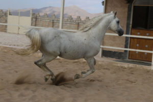 سیلمی - ناش