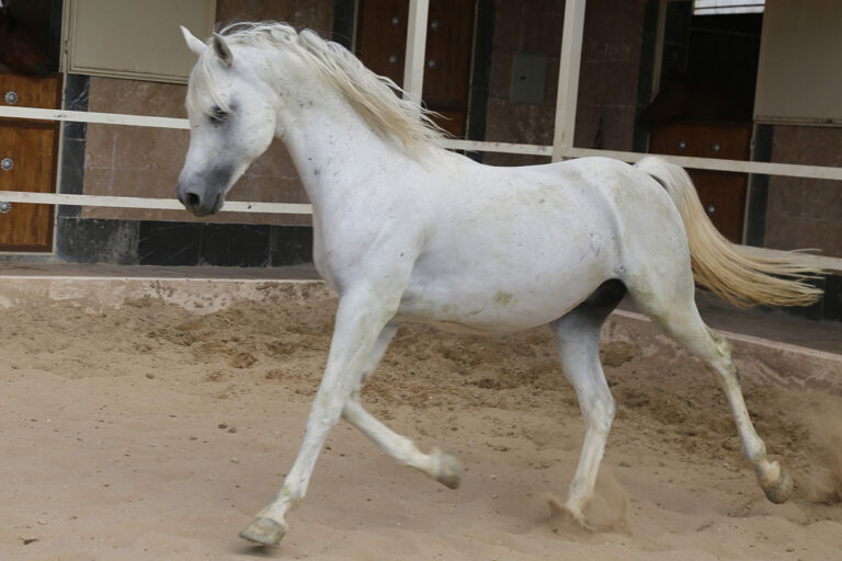 سیلمی - ناش